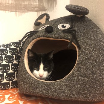 San Diego Cat bnb - Loki enjoying a safe snug place at the bnb. - Pet Boarding Near Me - San Diego, California San Diego Cat bnb - Loki enjoying a safe snug place at the bnb. - Pet Boarding Near Me - San Diego, California