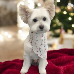 ALL4K9 - Cute pup cut