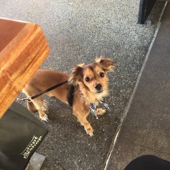 Bruxie - My puppy sitting outside with us - Breakfast & Brunch Near Me - Brea, California Bruxie - My puppy sitting outside with us - Breakfast & Brunch Near Me - Brea, California
