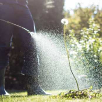 Royal Labor Lawn Care - Weed Control - Pest Control Near Me Royal Labor Lawn Care - Weed Control - Pest Control Near Me