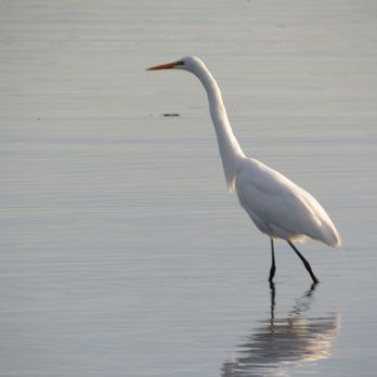 Cesar Chavez Park - Great egret - Parks Near Me - Berkeley, California