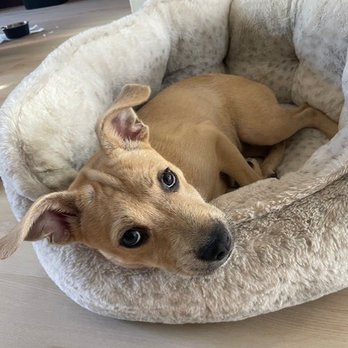 Island Dog Obedience - Pet Training Near Me - Honolulu, Hawaii