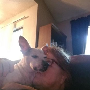 Lap of Love - Veterinarians Near Me Lap of Love - Veterinarians Near Me