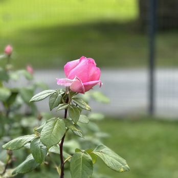 Point Defiance Park - Pink - Parks Near Me - Tacoma, Washington Point Defiance Park - Pink - Parks Near Me - Tacoma, Washington