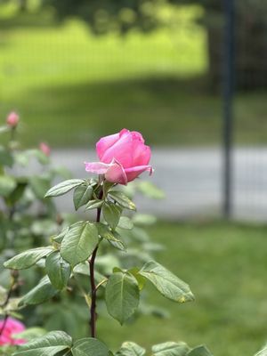 Point Defiance Park by null
