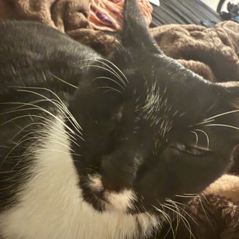 YAMAGATA MAYA, MS, DVM - Updated October 2025 - 29 Reviews