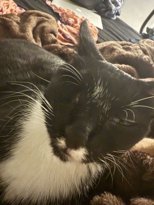 Yamagata Maya, MS, DVM