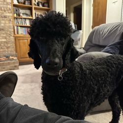 Premier Pets Grooming - Large poodle