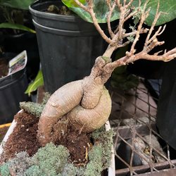 Lowe's Home Improvement - THICC BONSAI