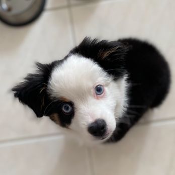 River Springs Aussies - Bubba - Pet Breeders Near Me River Springs Aussies - Bubba - Pet Breeders Near Me