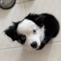 River Springs Aussies - Bubba