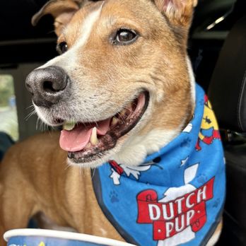Dutch Bros Coffee - Pup cup and National Dog Day bandana courtesy of Dutch Bros. - Coffee & Tea Near Me - Las Vegas, Nevada