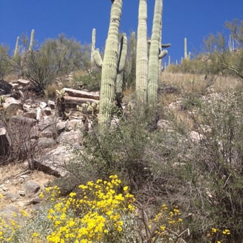 Sabino Canyon - Lots of saguaros out this way. And the wildflowers are in full bloom. - Parks Near Me - Tucson, Arizona Sabino Canyon - Lots of saguaros out this way. And the wildflowers are in full bloom. - Parks Near Me - Tucson, Arizona