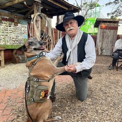 Sarasota Animal Medical Center - Belgium Malimois "Cowgirl" working