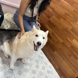 Happy husky after desheddjng and a bath.