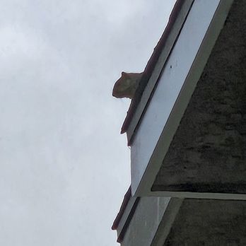 Ashe Animal Control - The squirrel watching the ladder coming. He darted back inside right after. - Wildlife Control Near Me