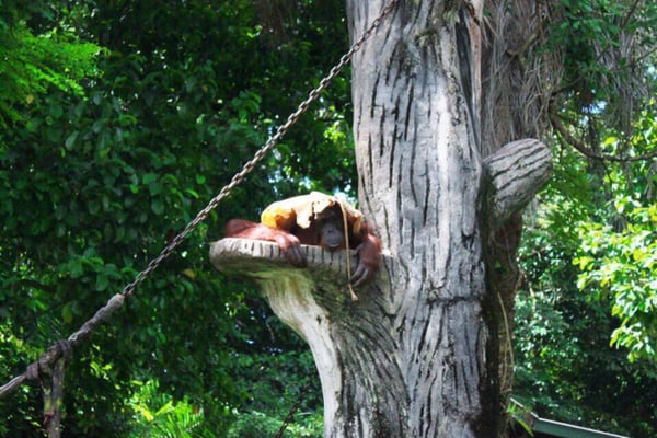 Zoo Taiping & Night Safari by null