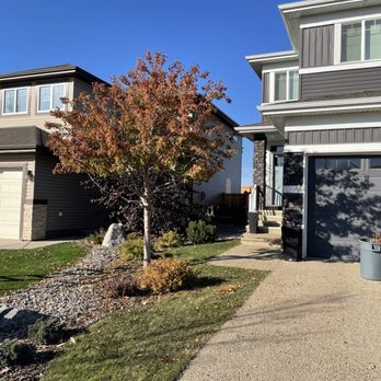 Red Willow Tree Service - Pruned Maple - Tree Services Near Me - St. Albert, Alberta Red Willow Tree Service - Pruned Maple - Tree Services Near Me - St. Albert, Alberta