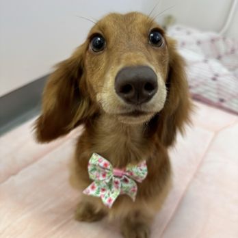 Molly Grooms Dogs - Pet Groomers Near Me - Orange, California Molly Grooms Dogs - Pet Groomers Near Me - Orange, California