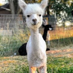 Olde LYFE Alpacas - Juvie female alpaca