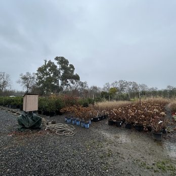 Urban Tree Farm Nursery - Nurseries & Gardening Near Me - Fulton, California