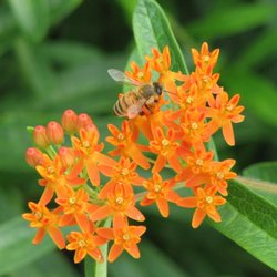 Bird House Garden Center - Native milkweed
