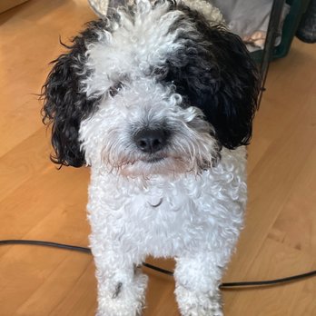 Bee Positive Dog Training - Pet Training Near Me