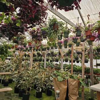 Jessi Foliage and Plants - Nurseries & Gardening Near Me - Encinitas, California Jessi Foliage and Plants - Nurseries & Gardening Near Me - Encinitas, California