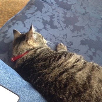 Hotel Limpia - Limpia, the hotel cat. :) - Hotels Near Me - Fort Davis, Texas Hotel Limpia - Limpia, the hotel cat. :) - Hotels Near Me - Fort Davis, Texas