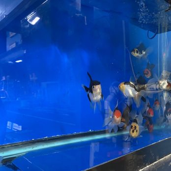 Genki Koi - Fancy Thai and Japanese goldfish just in - Local Fish Stores Near Me - San Jose, California