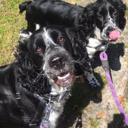 Surf Sitters Pet Care and Dog Walking - We take stellar care of your precious pups and make sure they enjoy each moment of their walks.