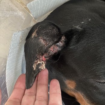 Ridgeside K9 - Open wounds and severe swelling (day of arrival) - Pet Training Near Me - Bluemont, Virginia