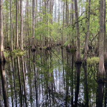Highlands Hammock State Park - Cypress Swamp - Parks Near Me - Sebring, Florida