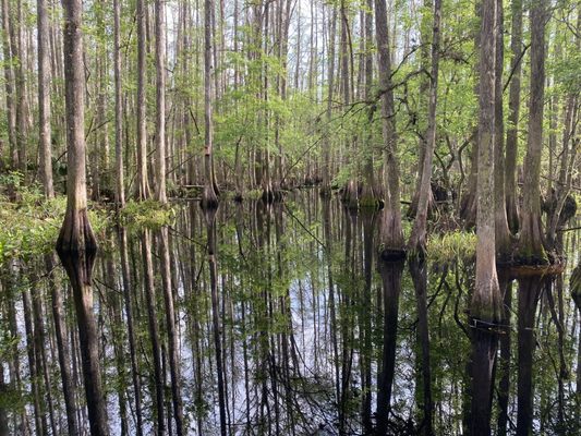Highlands Hammock State Park by null