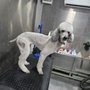 Photo of The Canine Resort and Daycare