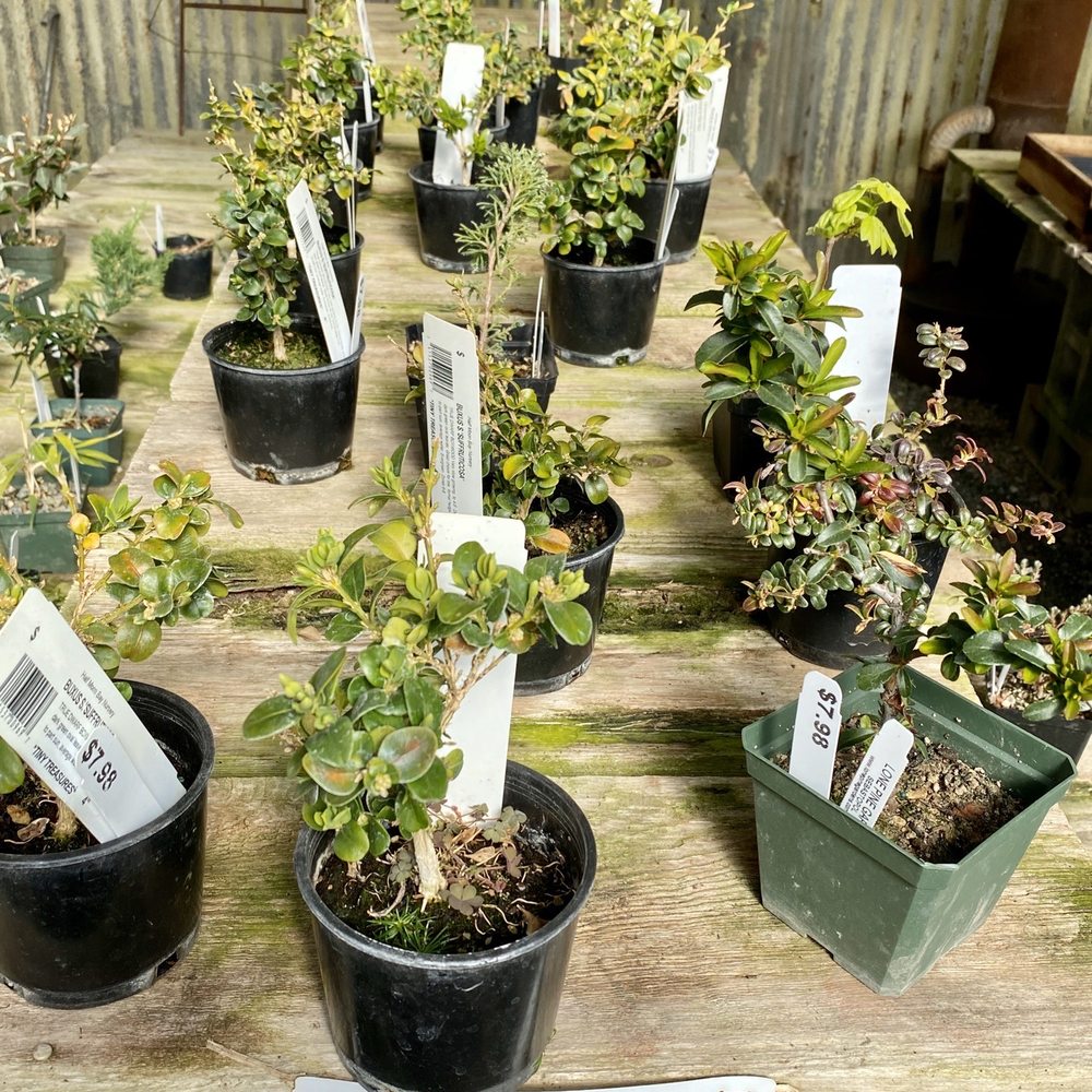 Half Moon Bay Nursery - 02.15.20 bonsai starters - Nurseries & Gardening Near Me - Half Moon Bay, California