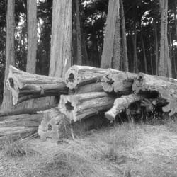 Ecology Trail at the Presidio