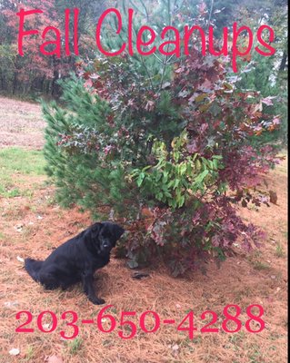 Fall Clean ups Fall Clean ups