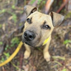 Kauai Humane Society - Master Splinter ready for adoption