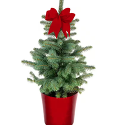 Provenzano's Power Equipment & Garden Center - Miniature Spruces, Poinsettias, Wreaths and Christmas Trees in stock!