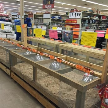 Big R - Chickens for sale at Big R - Building Supplies Near Me - Warsaw, Indiana Big R - Chickens for sale at Big R - Building Supplies Near Me - Warsaw, Indiana