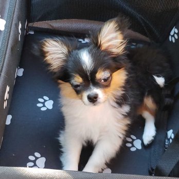 Jamacha Pet Vets - Veterinarians Near Me - Santee, California
