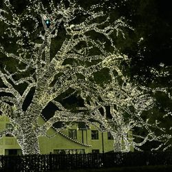 Mister McKinney's Lights Tours - Gorgeous Christmas lights in River Oaks on the tour