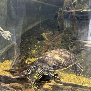 Tennessee Aquarium - Aquariums Near Me - Chattanooga, Tennessee Tennessee Aquarium - Aquariums Near Me - Chattanooga, Tennessee