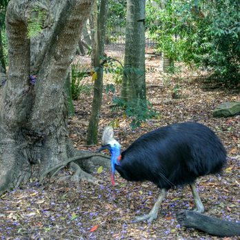 Lone Pine Koala Sanctuary - Cassowary - Zoos Near Me - Fig Tree Pocket, QLD Lone Pine Koala Sanctuary - Cassowary - Zoos Near Me - Fig Tree Pocket, QLD