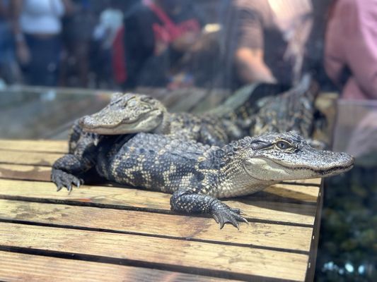 Audubon Aquarium by null