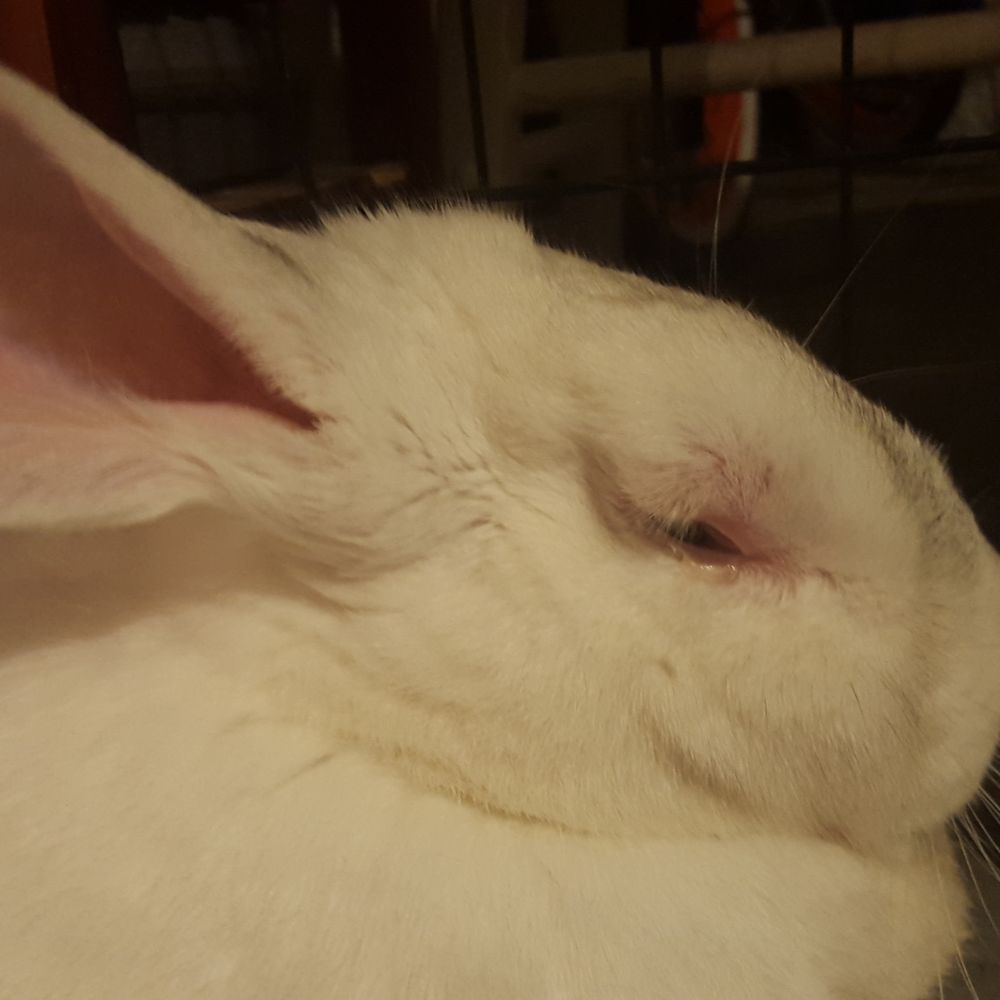 His eye was nearly swollen shut when I brought him in but they brushed it off. Turns out it was a botfly maggot.