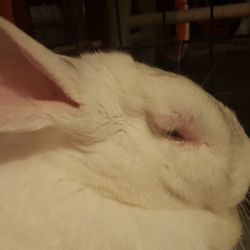 Cedar Pet Clinic - His eye was nearly swollen shut when I brought him in but they brushed it off. Turns out it was a botfly maggot.