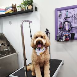 Dynamite Doggies Pet Salon