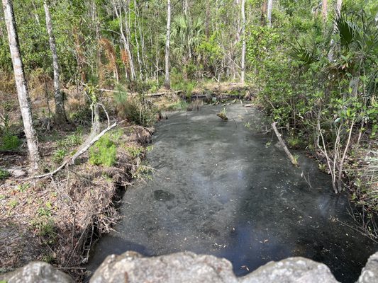 Highlands Hammock State Park by null